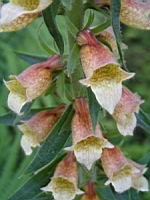Digitale - Digitalis Laevigata (05) (Photo F. Mrugala)